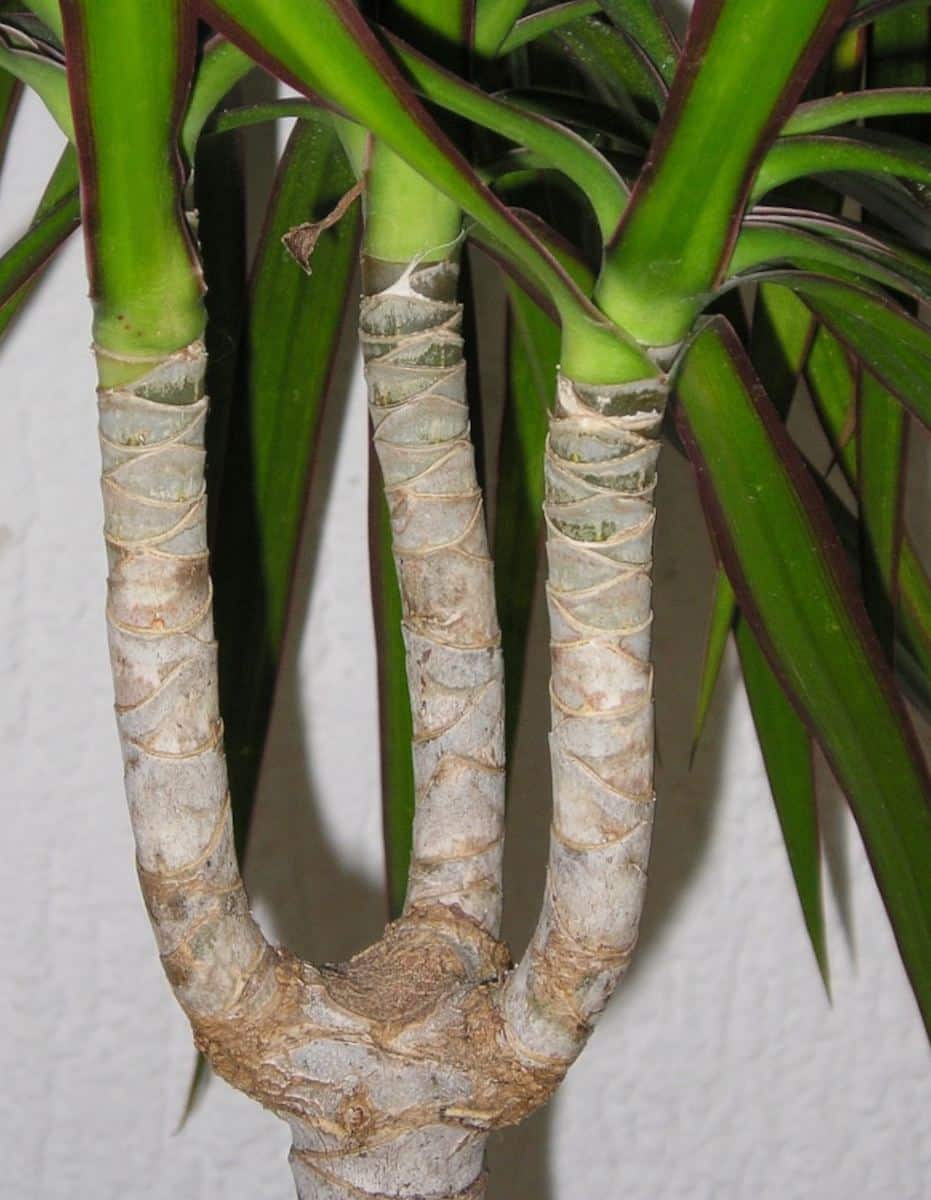 Chopping Off The Head Of A Dracaena Marginata Dragon Plant