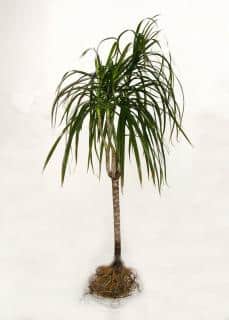 Complete dracaena with a mark on where to cut.