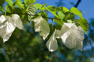 Handkerchief tree, happy to flower in heath soil