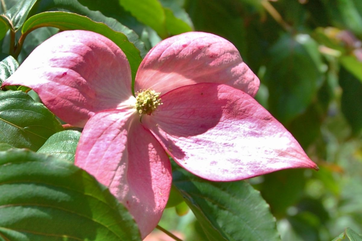 Heath soil flower shrubs, a compilation starting with this dogwood