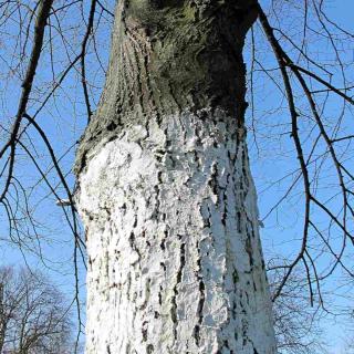 Lime paint on a tree