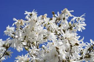 Star magnolia, a flowering heath shrub