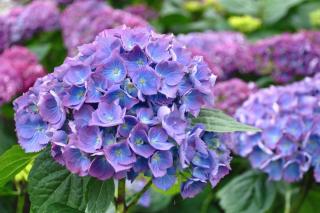 Hydrangea blooming in blue and pink