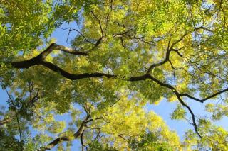 Japanese pagoda tree from small to big