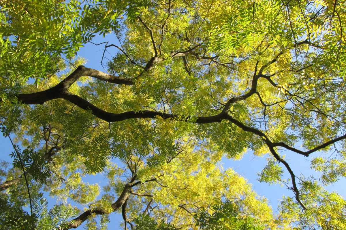 Japanese pagoda tree from small to big