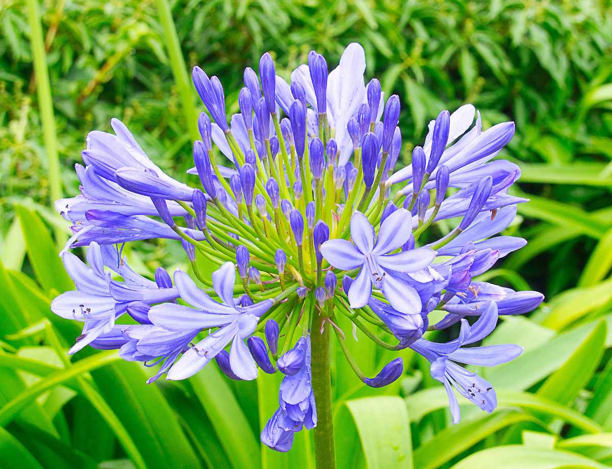 lily of the nile - agapanthus