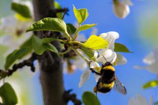 Melliferous plants, shrubs and trees that feed pollinators