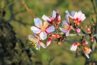 Almond tree with flowers