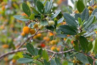 Strawberry tree with fruits and flowers