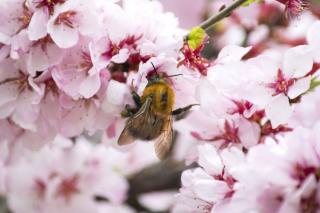 Prunus, the ornamental cherry tree, greets a wild bumblebee