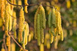 Catkins of the hazel tree can be white or yellow