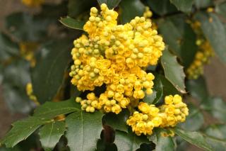 Cluster of yellow mahonia flowers