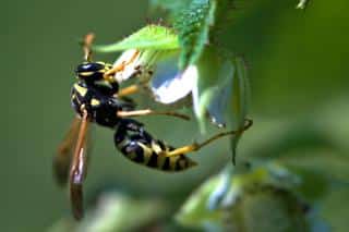 Wasp on a raspberry flower