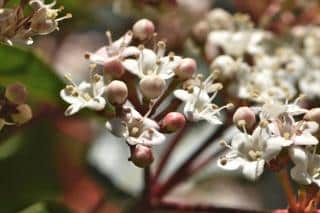 Viburnum tinus flowers are more discreet but pollinators love them