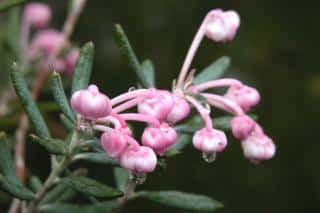 Pink-bloomer: Blue Ice bog-rosemary