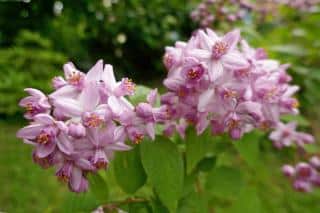 Pink blooming deutzia hybrid