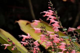 Salvia variety that blooms pink