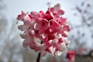 Pink dawn viburnum flowers