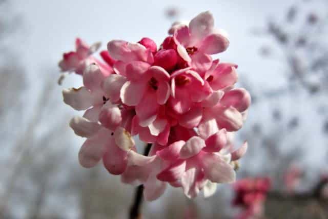 Pink dawn viburnum flowers