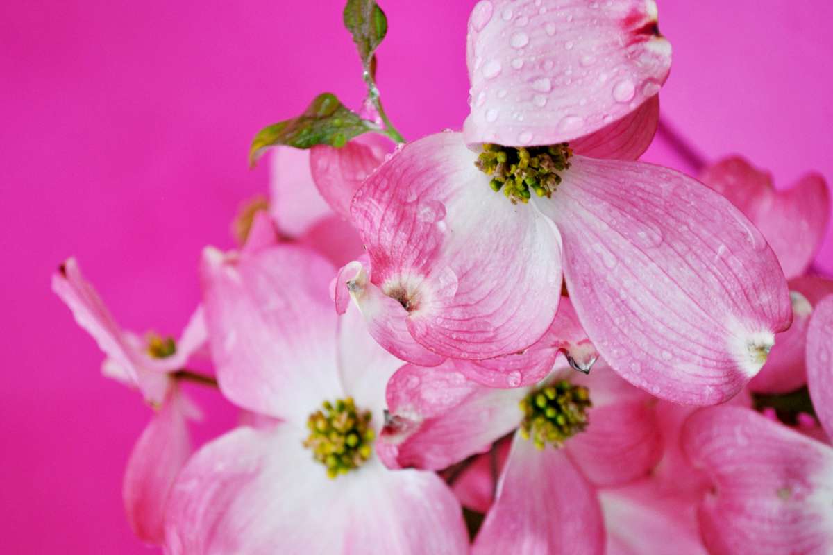 Shrubs that bloom in pink