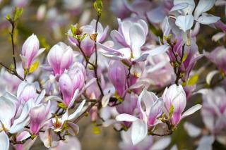 Magnolia soulangeana is a flower-bearing heath tree