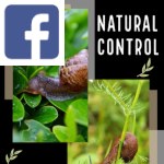Picture related to Gasteropod control overlaid with the Facebook logo.