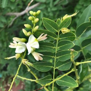 Leaves and flowers of the japanese pagoda tree