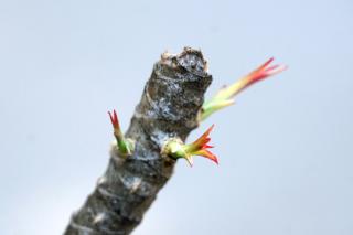 Topping the dracaena and the rest will sprout back