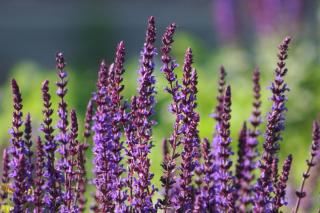 Sage Mainacht growing alongside a road