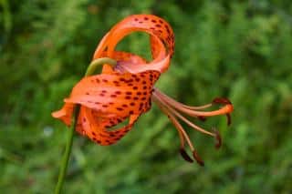 Stunning Lily flowers