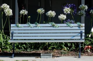 Summer flowers that are magnificent bloomers