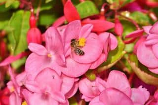 Pink Begonia super olympia series with fuchsia