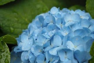 Hydrangea is among the most consistent summer bloomers