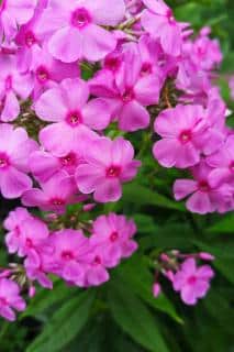 Phlox, pink with deep red centers on each flower