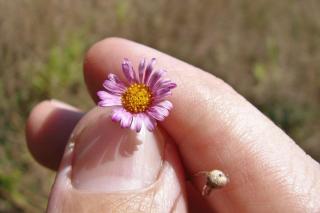 Tiny lawn-daisy-like erigeron