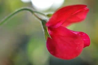 The firebrand sweet pea is red-flowered