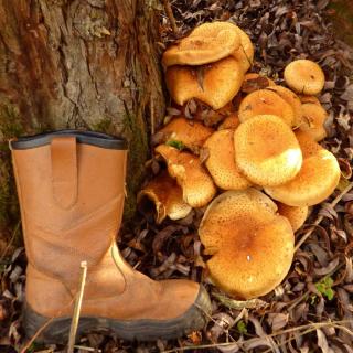 Armillaria root rot honey fungus mushrooms