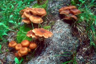 Honey fungus root rot