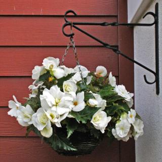 Classic begonia, white