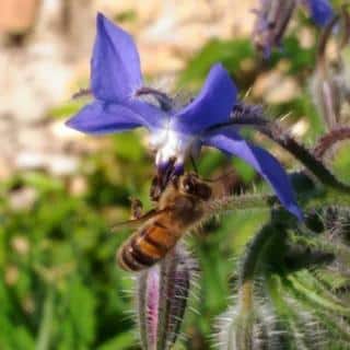 borage benefits garden