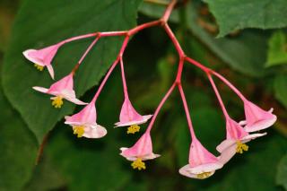 Hardy begonia grandis flower