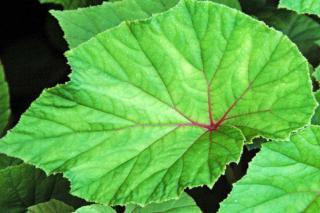 Proper begonia grandis care