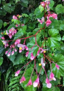 Wonderfully cascading begonia grandis bush