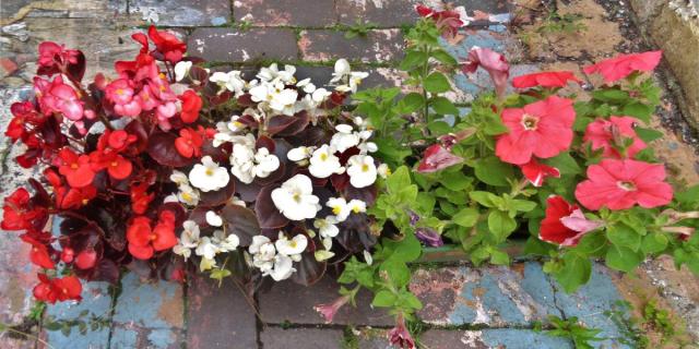 Modern begonia composition