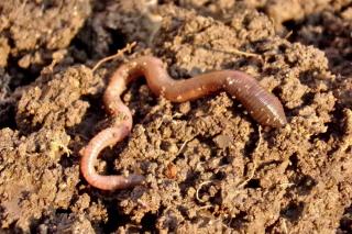 Earthworm, a useful garden insect