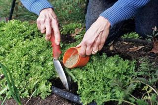 Blood meal being sprinkled into the growing bed