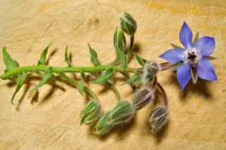 Borage flower description