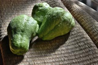 Three chayote fruits freshly harvested