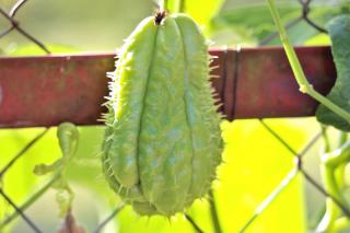 Treillis with a chayote fruit