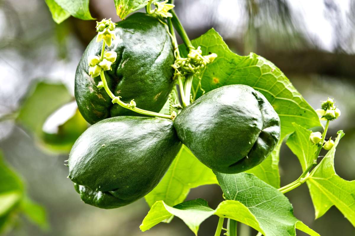 Chayote vine with fruits